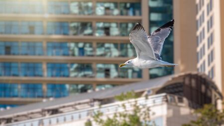 Sea gull flies against the backdrop of the city. The Great black-backed gull flying in the sky.の写真素材