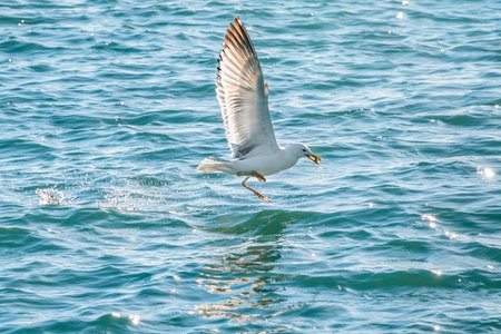 Sea gull caught a fish in blue water. The Great black-backed gull, Larus marinus, flying above the...