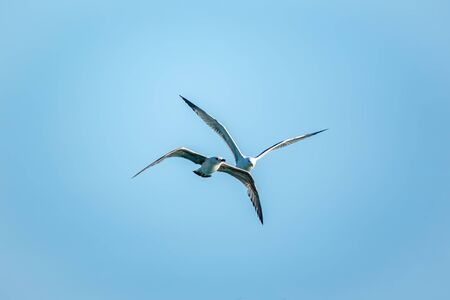 Two Sea gulls in the clear blue sky. The Great black-backed gull, Larus marinus, flying in blue clear sky background,の写真素材