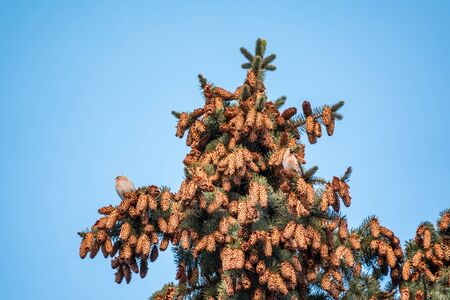 Two small common redpoll birds, Acanthis flammea, sits on top of a fir tree among cones against a blue sky. Cute northern little songbird. Bird in wildlife.の写真素材