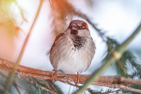 Sparrow sits on a fir branch in the sunset light. Sparrow on a branch in the autumn or winterの写真素材