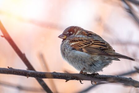 Sparrow sits on a branch without leaves in the sunset light. Sparrow on a branch in the autumn or winterの写真素材