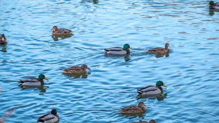 Ducks swim in the pond. Ducks on water in city park pond. Mallards, lat. Anas platyrhynchos.