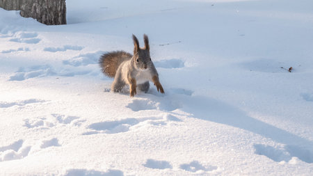 Squirrel quickly runs through the white snow in winter forest. Eurasian red squirrel, Sciurus...