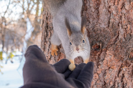 Squirrel in the winter eating nuts from a man's hand. Eurasian red squirrel, Sciurus vulgaris