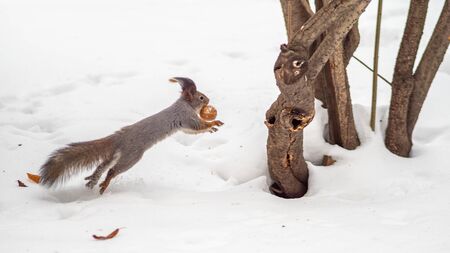 A squirrel with a walnut in its teeth quickly runs through the white snow in winter forest. Eurasian red squirrel, Sciurus vulgarisの写真素材