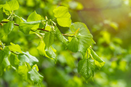 Green bushes with young leaves in the sunset. Natural springtime background.