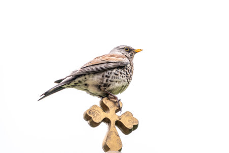 Fieldfare, Turdus pilaris, sitting on a wooden cross isolated on white background. The fieldfare is...