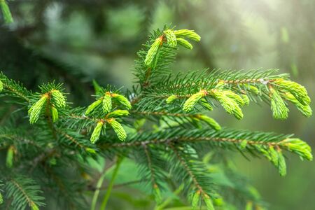 Fir branches with fresh shoots in spring. Young green shoots of spruce in the spring. Spruce branches on a green background. Young growing fir tree sprouts on branch in spring forest.の写真素材