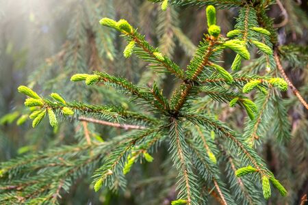 Fir branches with fresh shoots in spring. Young green shoots of spruce in the spring. Spruce branches on a green background. Young growing fir tree sprouts on branch in spring forest.の写真素材