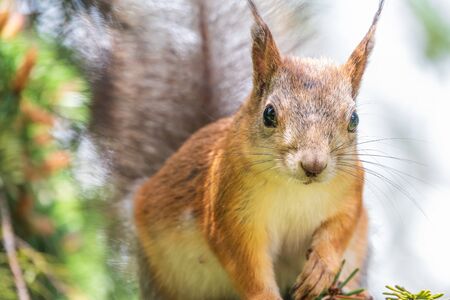 The squirrel sits on a fir branches in the spring or autumn. Portrait of a squirrel on a tree. Eurasian red squirrel, Sciurus vulgarisの写真素材