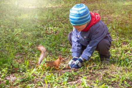 A little child in spring feeds a squirrel with a nut. Cute little boy feeding squirrel at spring parkの写真素材