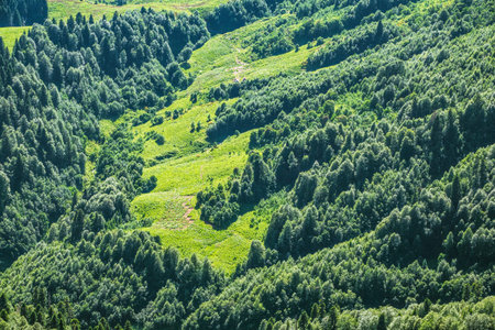 Green forest on the hillside. Summer in the mountain forest. Background image.