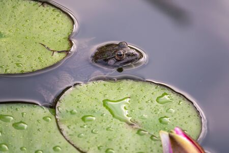 Water lily leaves float in a pond. Nymphaea, Water lily, lotus in natureの写真素材