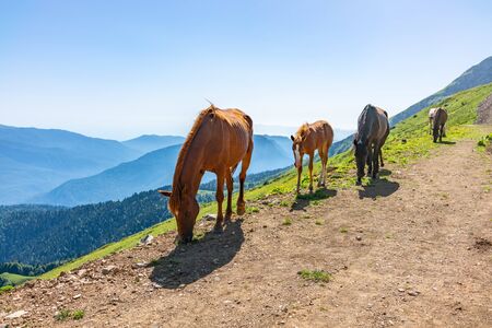 Several horses are moving along a mountain road. A herd of horses without people.の写真素材