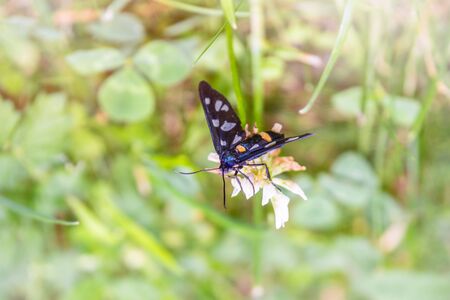 Black Butterfly Zygaena with yellow stripes and white spots on the wings. Polymorpha ephialtes or Zygaena ephialtesの写真素材