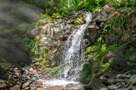 Stream in the green forest with a waterfall. Creek in a green forest in spring or summer.