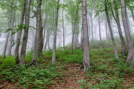 Mystical forest in heavy fog. Forest atmosphere with dense fog. A forest path through the forest with fogの写真素材