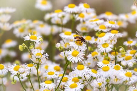 Daisies in the sunlight with a bee on a blooming flower. White and yellow daisy flowers on a green blurred background. Matricaria chamomilla, syn. Matricaria recutitaの写真素材