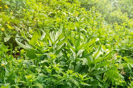 Grass with large green leaves of false hellebore, corn lilies or Veratrum. Natural green backgroundの写真素材