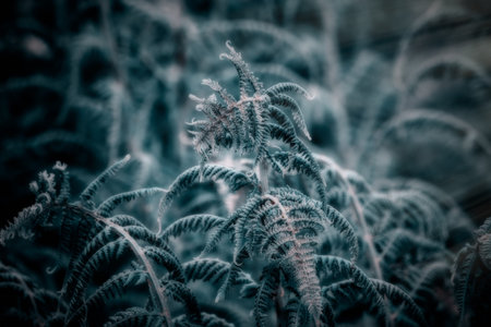 Fern at night in the moonlight. Greem fern Pteridium aquilinum or bracken, brake or common bracken,...