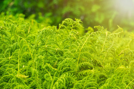 Fern in the darker thicket of the forest in sunset light. Greem fern Pteridium aquilinum or bracken,...