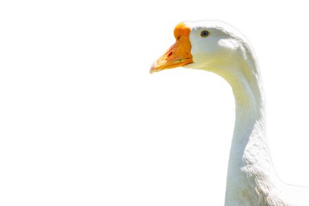 Domestic goose, Anser cygnoides domesticus, in profile. Domesticated grey goose, greylag goose or white goose portrait, isolated on white backgroundの写真素材
