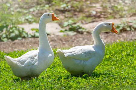 Two white big geese peacefully walking together in green grassy lawn on bright sunny day. Domestic goose, greylag goose or white goose, Anser cygnoides domesticus. Animal protection concept.の写真素材
