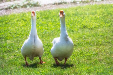 Two white big geese peacefully walking together in green grassy lawn on bright sunny day. Domestic goose, greylag goose or white goose, Anser cygnoides domesticus. Animal protection concept.の写真素材