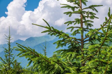 Fir branches on a background of mountains and clouds. Beautiful view of white clouds through spruce branches in the Alpine mountains.の写真素材