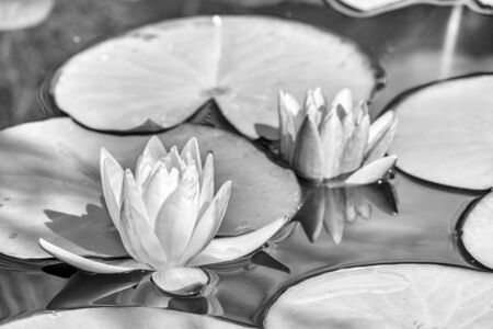 Black and White photo of two water lily flower, Nymphaea lotus, and Nymphaea alba on a light water background. Two bright water lilies in the pond.の写真素材