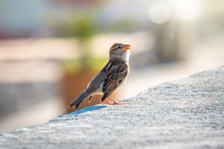 Sparrow amusingly sits on a stone wall in bright sunlight with a smooth background. The house sparrow, Passer domesticus, femaleの写真素材