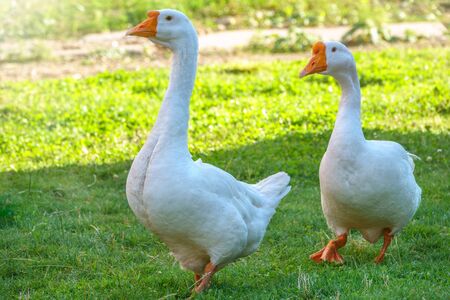 Two white big geese peacefully walking together in green grassy lawn on bright sunny day. Domestic goose, greylag goose or white goose, Anser cygnoides domesticus. Animal protection concept.の写真素材