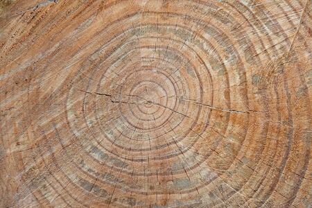 The texture of the cut trunk of an old tree with rings. Cross-section of the old treeの写真素材