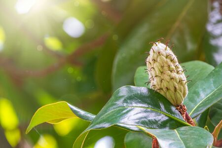 Magnolia fruit in the sun. Magnolia velvet seed pod on tree in the sun. Magnolia soulangeana, the saucer magnolia.の写真素材