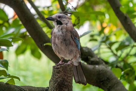 Eurasian jay, garrulus glandarius, sitting on top of old tree branch. Interested wild bird with brown and turquoise plumage from side view in nature. A jay sits on a branch among the green foliage.の写真素材