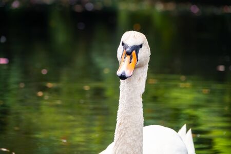 Portrait of a graceful white swan with long neck on dark green water background. The mute swan, Cygnus olorの写真素材