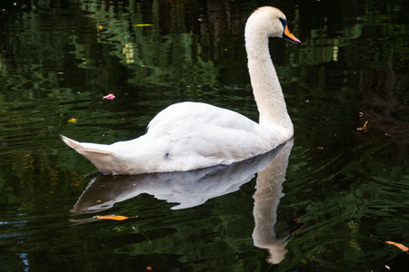 A graceful white swan swimming on a lake with dark green water. The white swan is reflected in the...