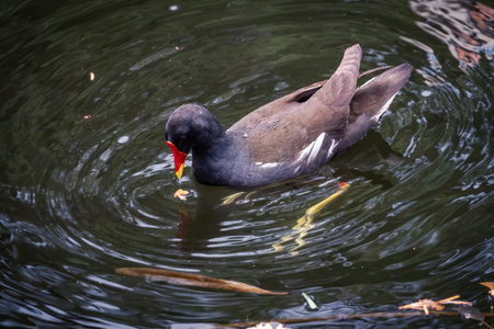 A black bird with a red beak common moorhen swims in dark water. The common moorhen, Gallinula...