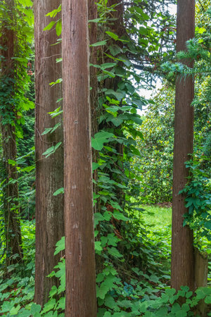 Straight trunks of evergreen trees Cryptomeria. Forest of straight Cryptomeria trees, or Japanese...