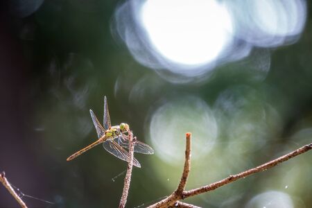 A large dragonfly sits on a branch on a blurry green background. A large dragonfly has folded its transparent wings and looks carefully around, sitting on a wooden stick, resting before the flightの写真素材