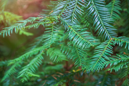 Green branches of the evergreen tree Cryptomeria. Cryptomeria japonica, Japanese cedar or Japanese redwood, evergreen tree, attractive needle shaped leaves, ornamentalの写真素材