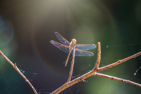 A large dragonfly sits on a branch on a blurry green background. A large dragonfly has folded its transparent wings and looks carefully around, sitting on a wooden stick, resting before the flightの写真素材