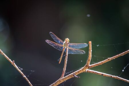 A large dragonfly sits on a branch on a blurry green background. A large dragonfly has folded its transparent wings and looks carefully around, sitting on a wooden stick, resting before the flightの写真素材