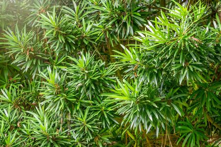 Yew branches with fresh green leaves. Taxus baccata close up. Green branches of yew tree, Taxus baccata, English yew, European yew.の写真素材