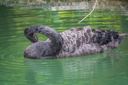 A graceful black swan with a red beak is swimming on a lake with dark green water. Black swan with red beak, Cygnus atratusの写真素材