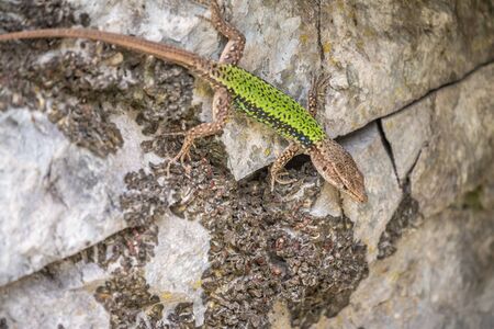 Green Lizard crawling on a stone cliff. The European green lizard Lacerta viridis is a large lizard distributed across European midlatitudes.の写真素材