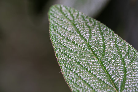 Beautiful texture of green velvety leaves. Close-up of green plant with velvety leaves