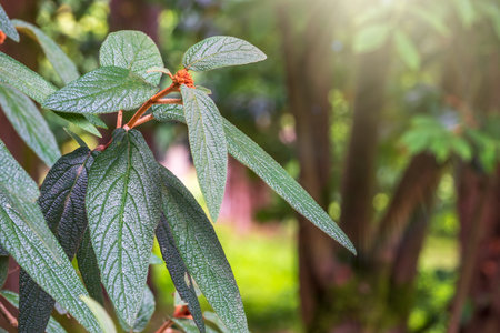 Beautiful texture of green velvety leaves. Close-up of green plant with velvety leaves