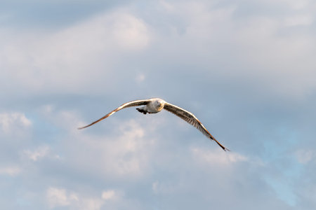 Sea gull in the cloudy blue sky. The European herring gull flying in blue cloudy sky background,